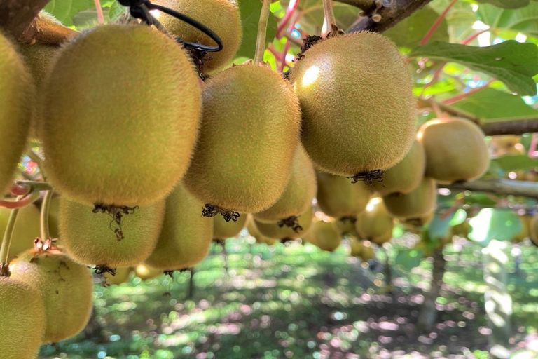 Photo of property in 25 Bayly Road, Te Puke, 3183