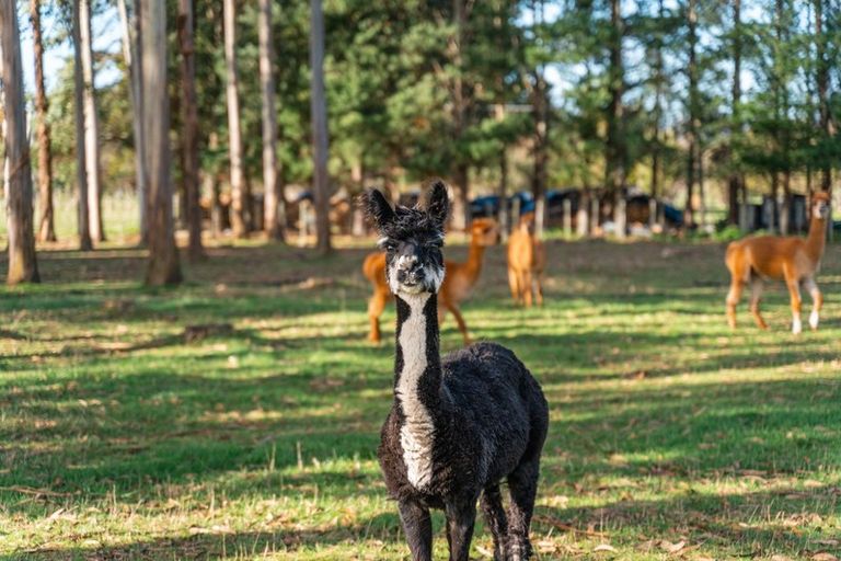 Photo of property in 492 Upper Plain Road, Upper Plain, Masterton, 5888