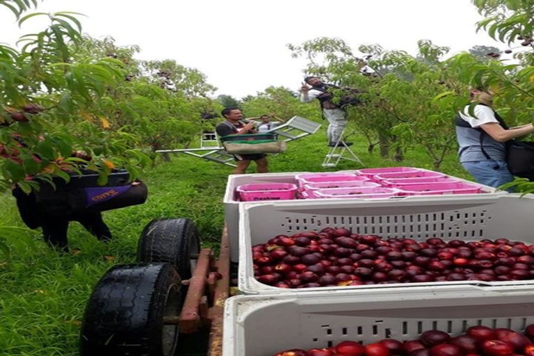 Photo of property in 17 Mccutchan Road, Otakiri, Whakatane, 3193