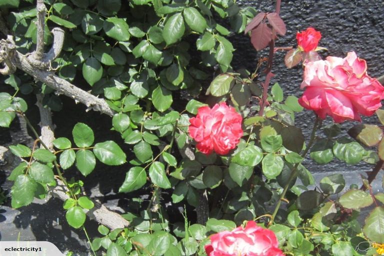 Photo of property in 11 Plunket Street, Durie Hill, Whanganui, 4500