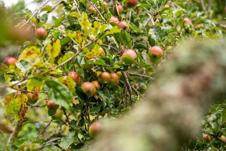 Photo of property in 16 Marewa Street, Kew, Dunedin, 9012