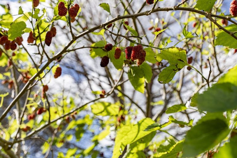 Photo of property in 1782 State Highway 12, Paparoa, 0571