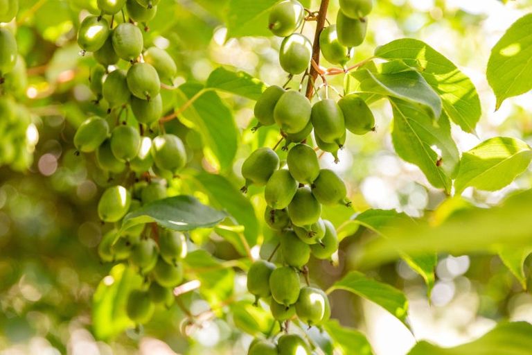 Photo of property in 827 No 1 Road, Te Ranga, Te Puke, 3182