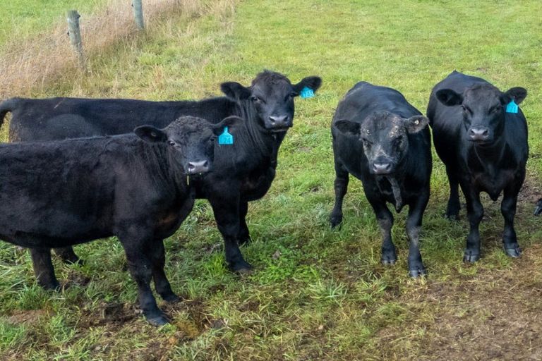 Photo of property in 38 Whitneys Road, Waimate, 7978