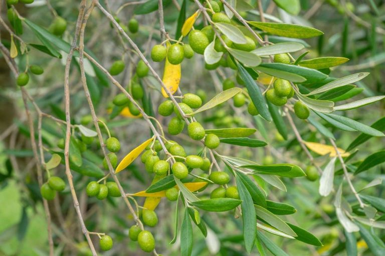 Photo of property in 90c Leccino Valley Road, Mangonui, 0494