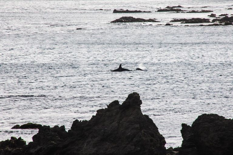 Photo of property in 6 Owhiro Bay Parade, Island Bay, Wellington, 6023