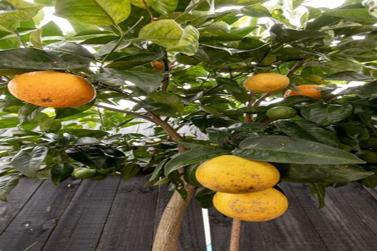 Photo of property in 6 Lakeside Terrace, Omokoroa, 3114