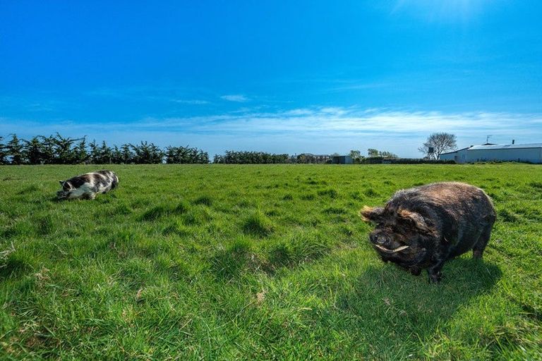 Photo of property in 748 Hudsons Road, Motukarara, Christchurch, 7674