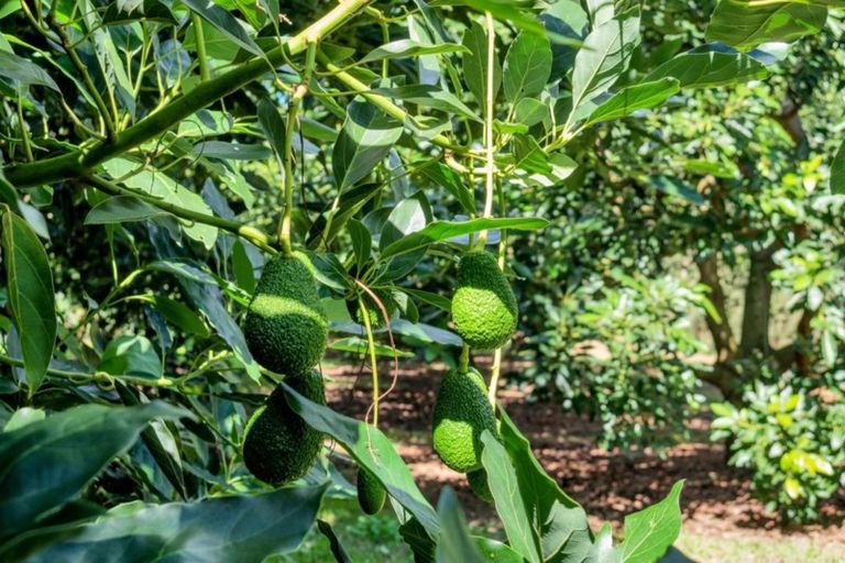 Photo of property in 50 Wright Road, Dairy Flat, Albany, 0794