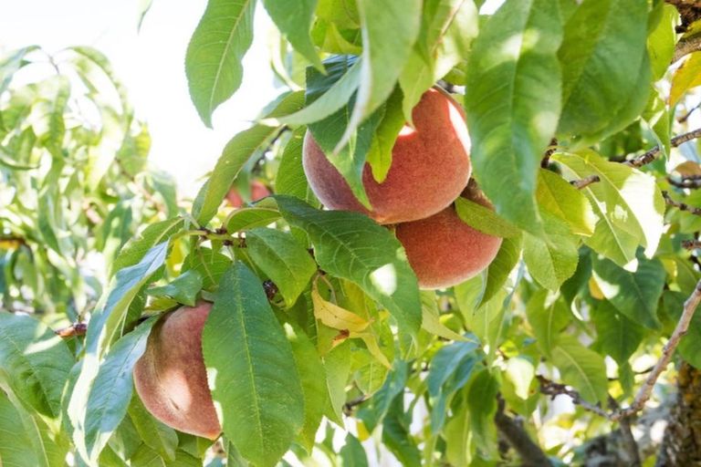 Photo of property in 44a Akaroa Street, Kaiapoi, 7630