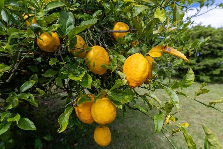 Photo of property in 127 Kimihia Road, Huntly, 3700