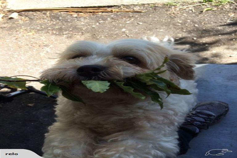 Photo of property in 638 Kahikatea Flat Road, Waitoki, Kaukapakapa, 0871