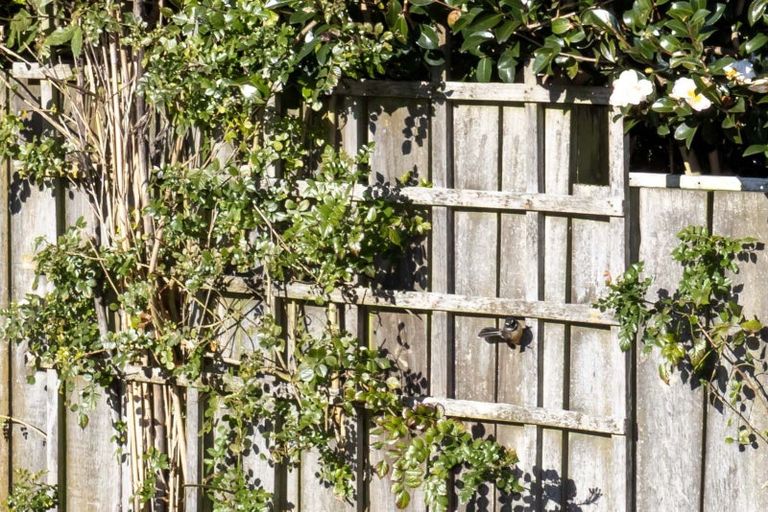 Photo of property in 30a Kakariki Grove, Waikanae, 5036