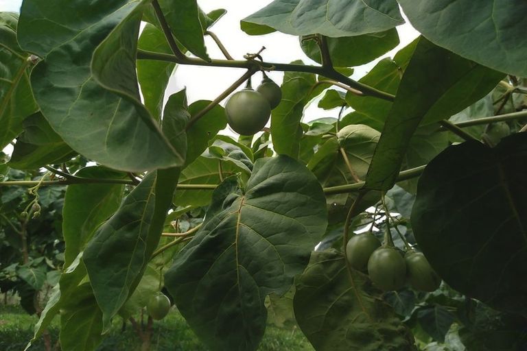 Photo of property in 225 Te Akau Road, Waingaro, Ngaruawahia, 3793