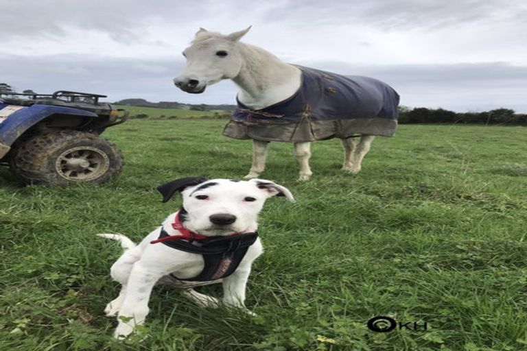 Photo of property in 133 Hanham Road, Kumeu, 0891