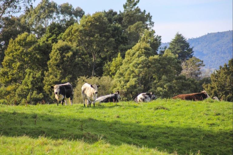 Photo of property in 39 Otapouri Road, Owhango, 3989