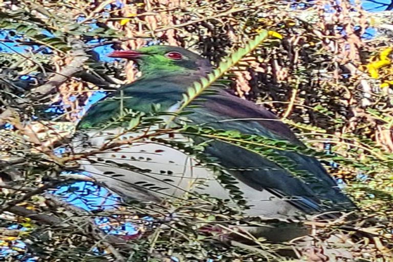 Photo of property in 96b Motuhara Road, Plimmerton, Porirua, 5026