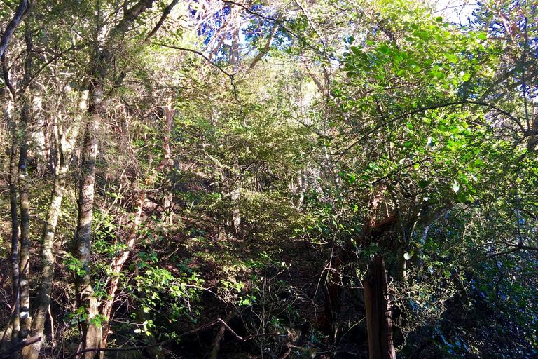 Photo of property in 60 Mcintosh Road, Upper Waitati, Waitati, 9085