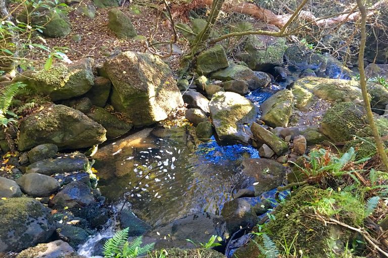 Photo of property in 60 Mcintosh Road, Upper Waitati, Waitati, 9085