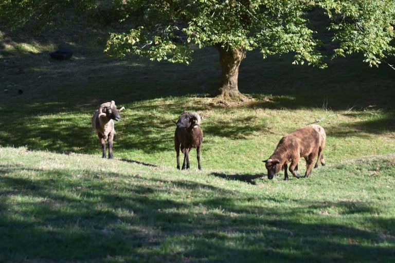 Photo of property in 2005 Ongarue Stream Road, Waimiha, 3998