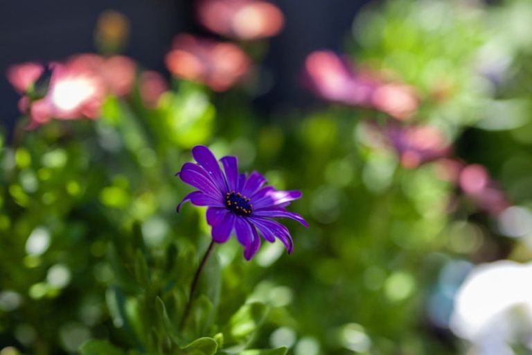 Photo of property in 11a Rosetta Road, Raumati South, Paraparaumu, 5032