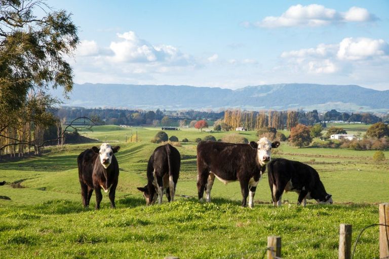 Photo of property in 286 Hetherington Road, Tirau, 3485