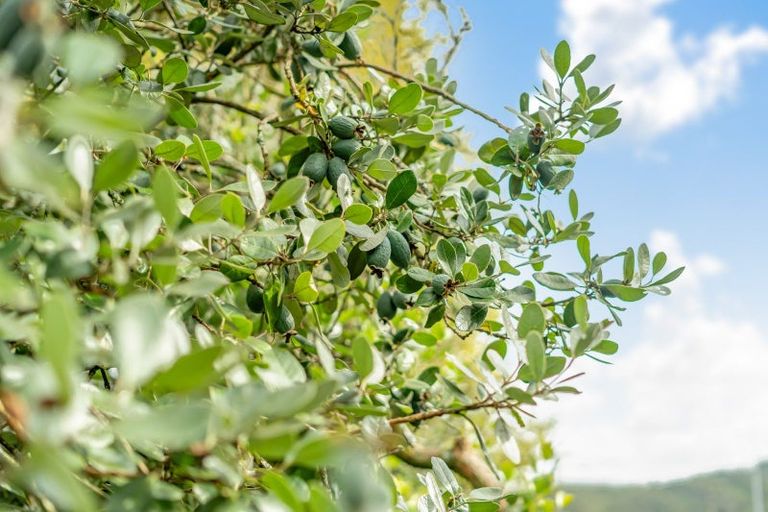 Photo of property in 25 Molloys Road, Te Marua, Upper Hutt, 5018