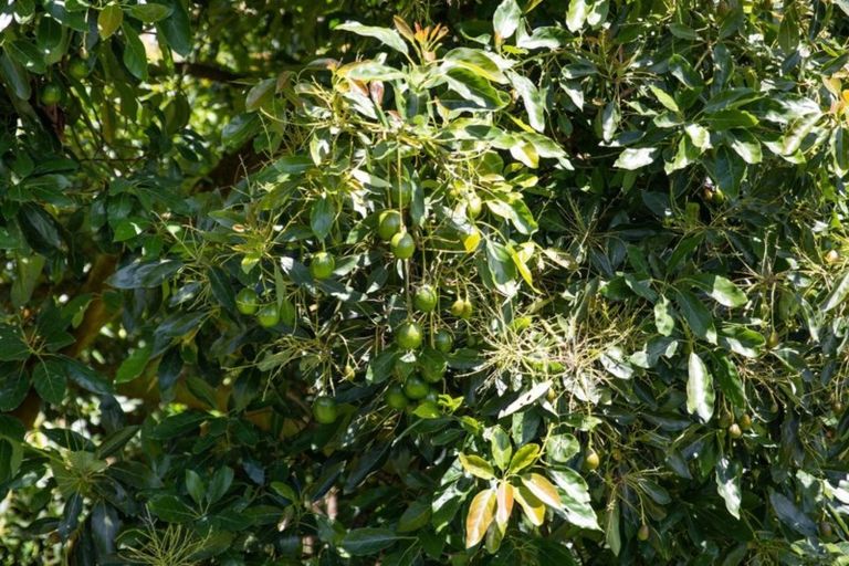 Photo of property in 260 Athenree Road, Athenree, Katikati, 3177