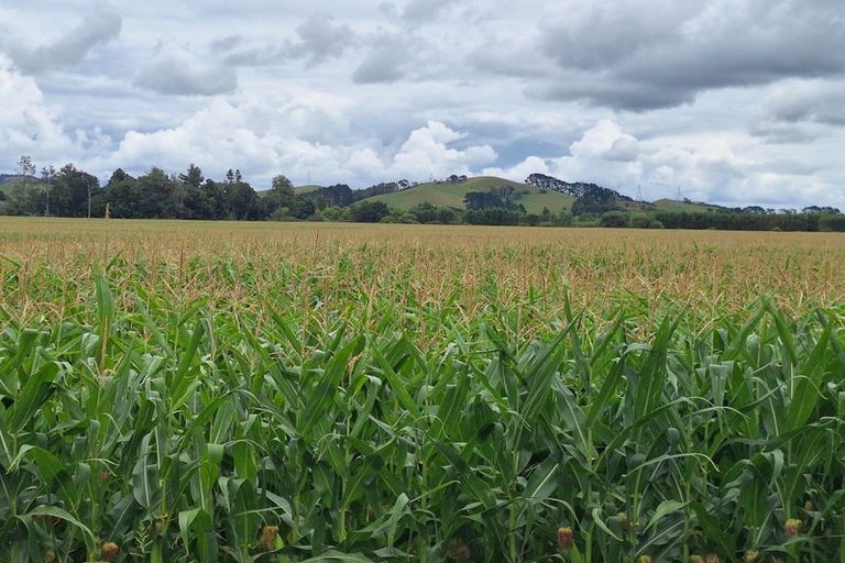 Photo of property in 927 Taniwha Road, Waerenga, Te Kauwhata, 3781