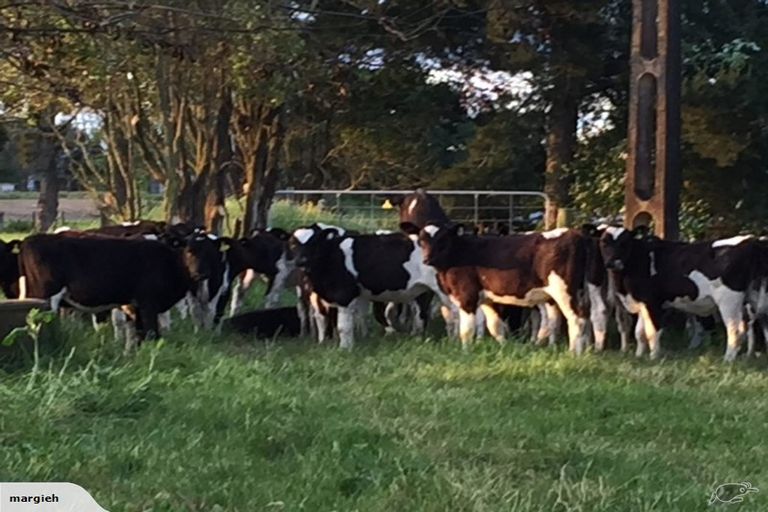 Photo of property in 121 Bolton Road, Morrinsville, 3371