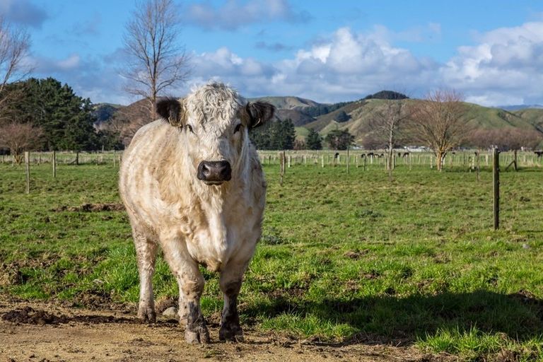 Photo of property in 80541 Masterton Road, Woodville, 4999