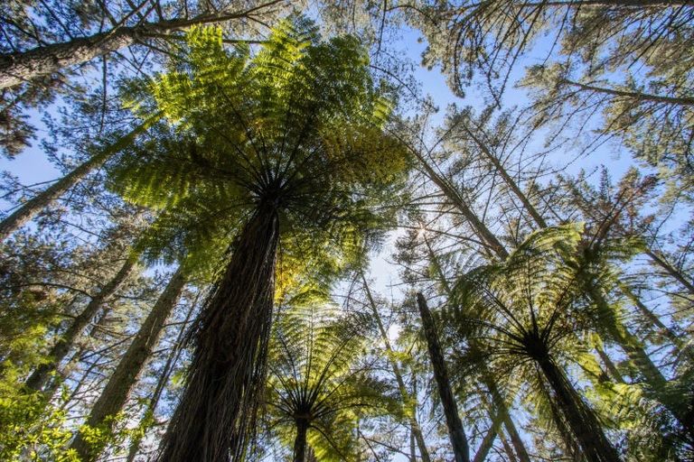 Photo of property in 403 Woodland Road, Tahawai, Katikati, 3170