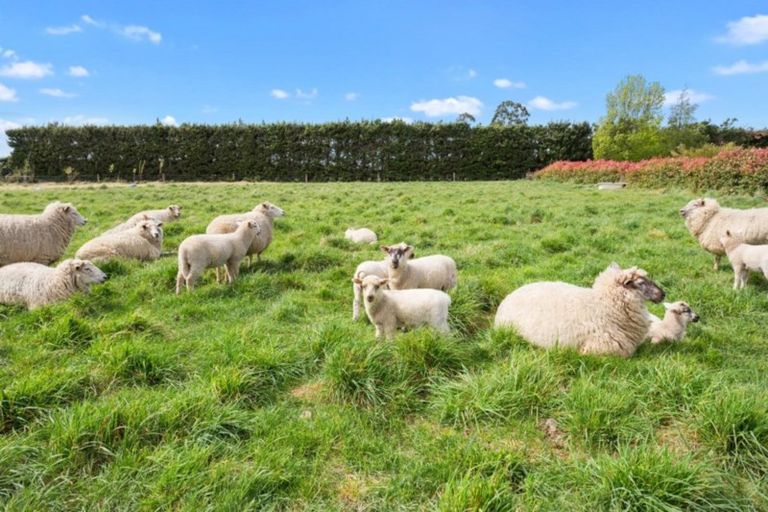 Photo of property in 199 Mount Thomas Road, Fernside, Rangiora, 7471