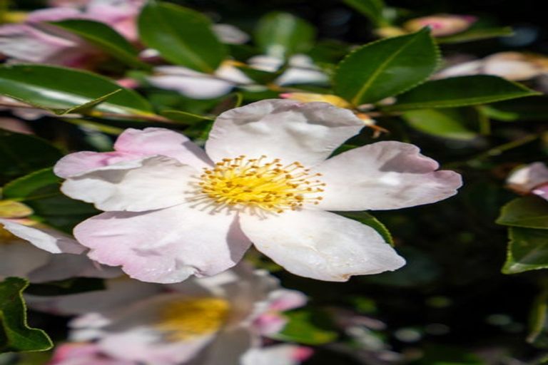 Photo of property in 34a Shelley Street, Leamington, Cambridge, 3432