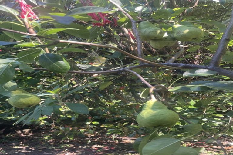 Photo of property in 9 Raroa Terrace, Waiatarua, Auckland, 0604