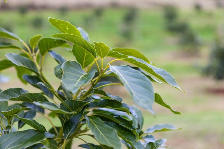 Photo of property in 54d Chard Road, Aongatete, Katikati, 3178