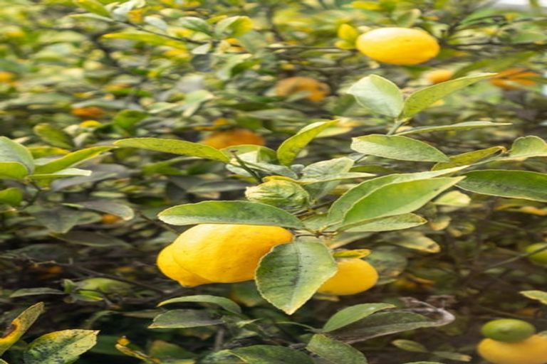 Photo of property in 77 Santa Rosa Avenue, Halswell, Christchurch, 8025