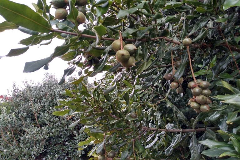 Photo of property in 10 Citation Way, Botany Downs, Auckland, 2010