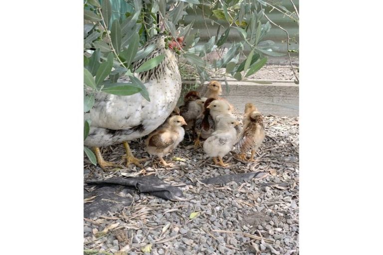 Photo of property in 50 Blicks Road, Renwick, 7204