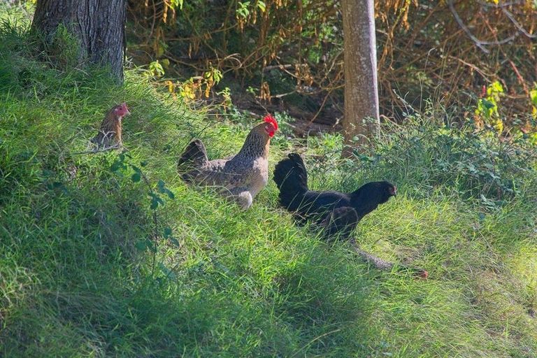 Photo of property in 326c Matokitoki Valley Road, Matokitoki, Gisborne, 4071