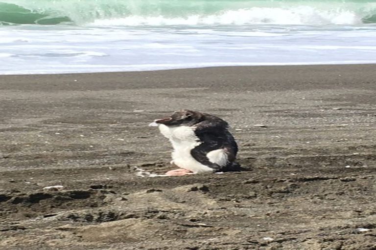 Photo of property in 5/622 Claverley Road, Hundalee, Cheviot, 7384