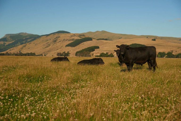 Photo of property in 247 Seabridge Road, Motukarara, Christchurch, 7672