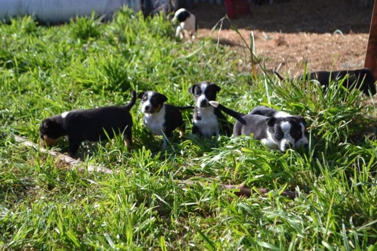 Photo of property in 256 Lineside Road, Flaxton, Kaiapoi, 7691