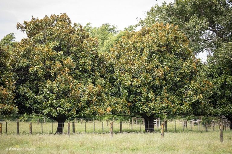 Photo of property in 69 Hawksgrip Road, Rotokauri, Hamilton, 3288