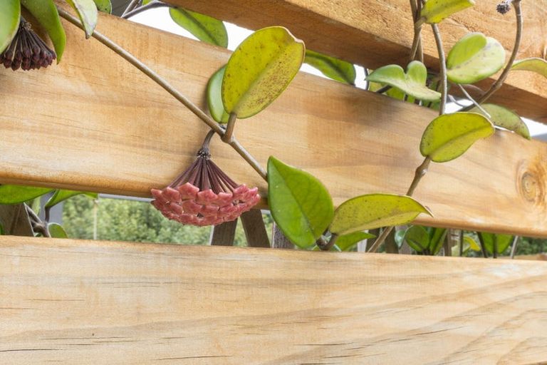 Photo of property in 12 Quail Way, Waitarere, Levin, 5510