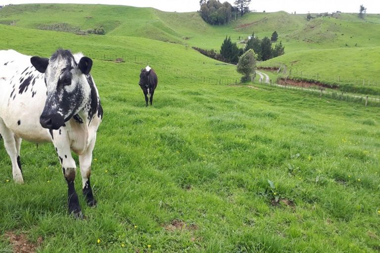 Photo of property in 431 Wortley Road, Waiongana, Inglewood, 4389