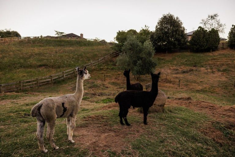 Photo of property in 11 Emilia Lane, Whatawhata, Hamilton, 3288