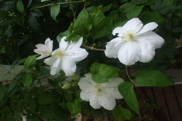 Photo of property in 24 Mary Street, Te Kuiti, 3910