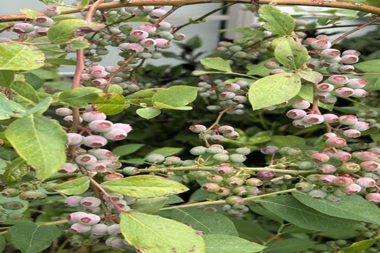 Photo of property in 8 Girvan Terrace, Wattle Downs, Auckland, 2103