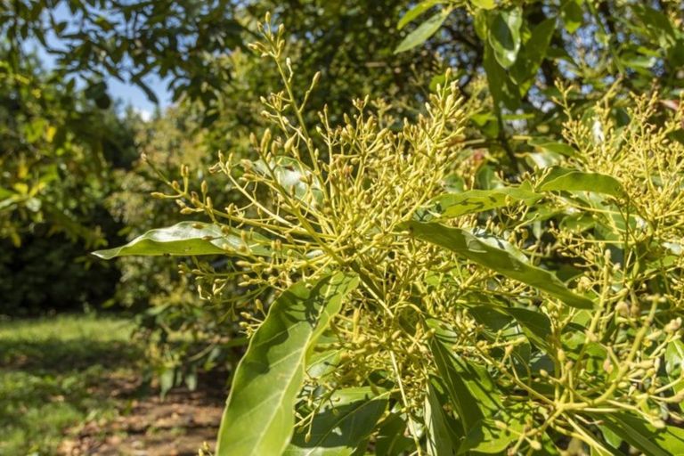 Photo of property in 56g Plummers Point Road, Whakamarama, Tauranga, 3172